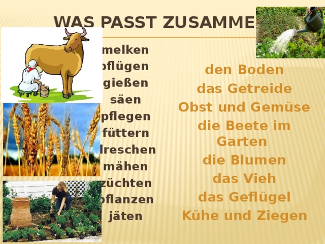 Was passt zusammen?  melken  pflügen  gießen  säen  pflegen  füttern  dreschen  mähen  züchten  pflanzen  jäten   den Boden  das Getreide  Obst und Gemüse  die Beete im Garten  die Blumen  das Vieh  das Geflügel  Kühe und Ziegen  