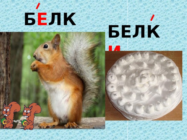 Б Е ЛКИ БЕЛК И  