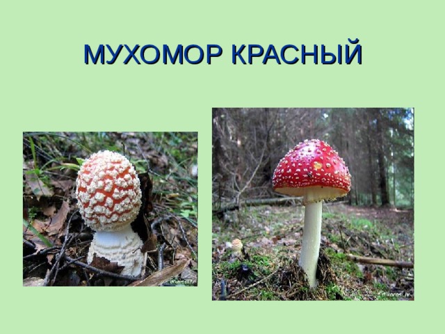 МУХОМОР КРАСНЫЙ 