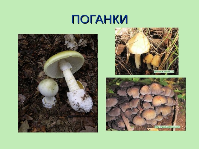 ПОГАНКИ 