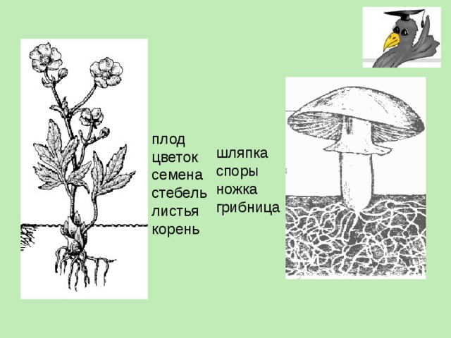  плод цветок семена стебель листья корень шляпка споры ножка грибница 