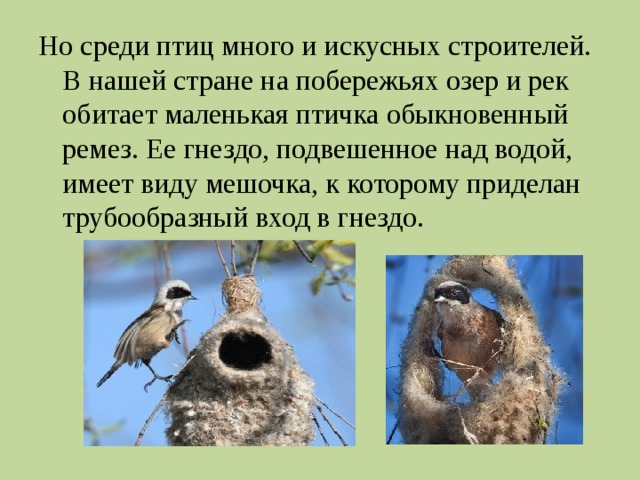 Но среди птиц много и искусных строителей. В нашей стране на побережьях озер и рек обитает маленькая птичка обыкновенный ремез. Ее гнездо, подвешенное над водой, имеет виду мешочка, к которому приделан трубообразный вход в гнездо. 