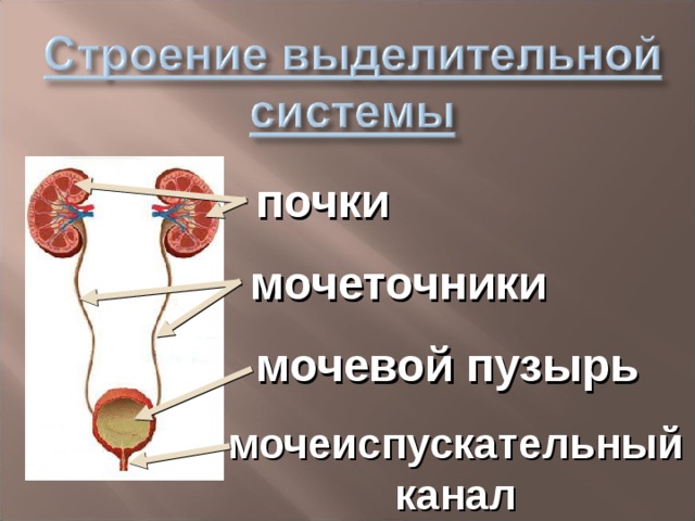 Презентация на тему выделение