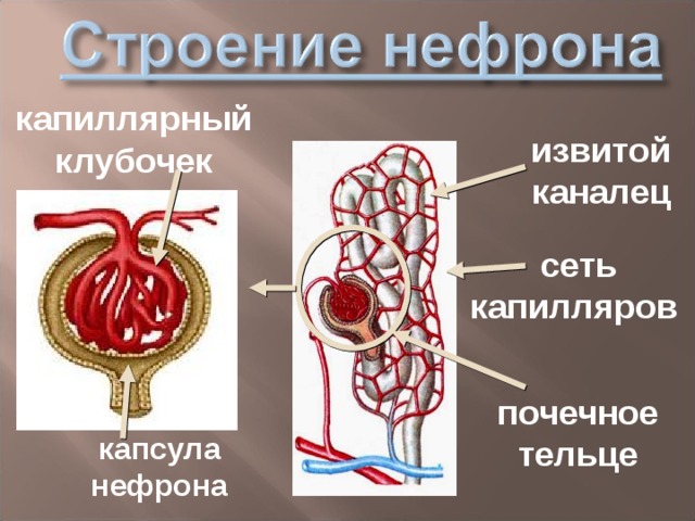 капиллярный клубочек извитой каналец сеть капилляров почечное тельце капсула нефрона 