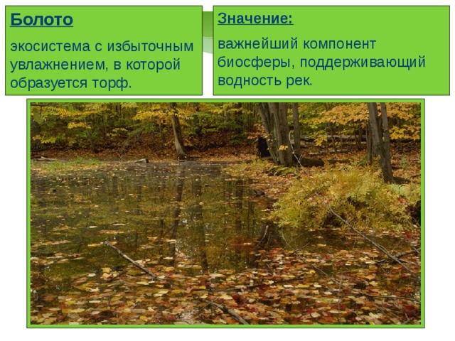 Биотические факторы болота. Экологические факторы болота. Экосистема болота. Экологические факторы болот. Биогеоценоз болота.