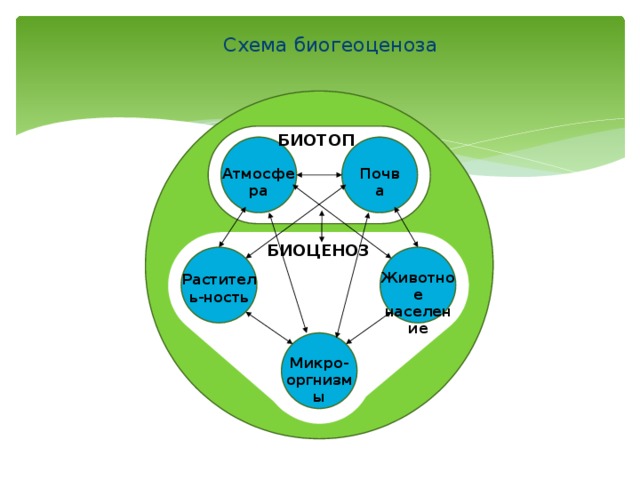 Экосистемы 11 класс биология конспект. Биогеоценоз биотоп биоценоз. Схема биогеоценоза. Экосистема схема. Биоценоз схема.