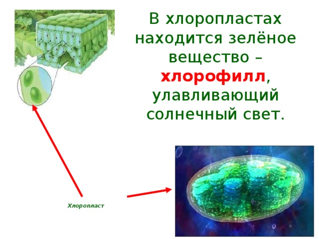 В хлоропластах находится зелёное вещество – хлорофилл , улавливающий солнечный свет. Хлоропласт 