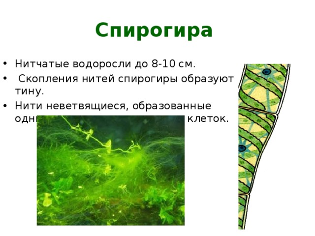Спирогира Нитчатые водоросли до 8-10 см.  Скопления нитей спирогиры образуют тину. Нити неветвящиеся, образованные одним рядом цилиндрических клеток. 