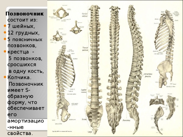  Позвоночник состоит из: 7 шейных, 12 грудных, 5 поясничных позвонков, крестца -  5 позвонков, сросшихся  в одну кость, Копчика.  Позвоночник имеет S-образную форму, что обеспечивает его  амортизацио-нные свойства. 