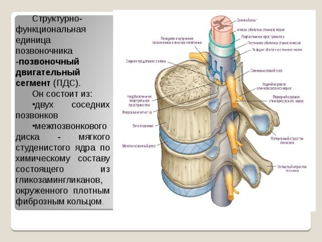 Структурно функциональная единица