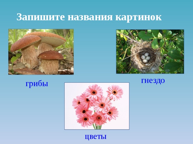 Запишите названия картинок гнездо грибы цветы 