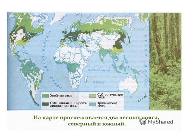 Страны относящиеся к северному лесному поясу