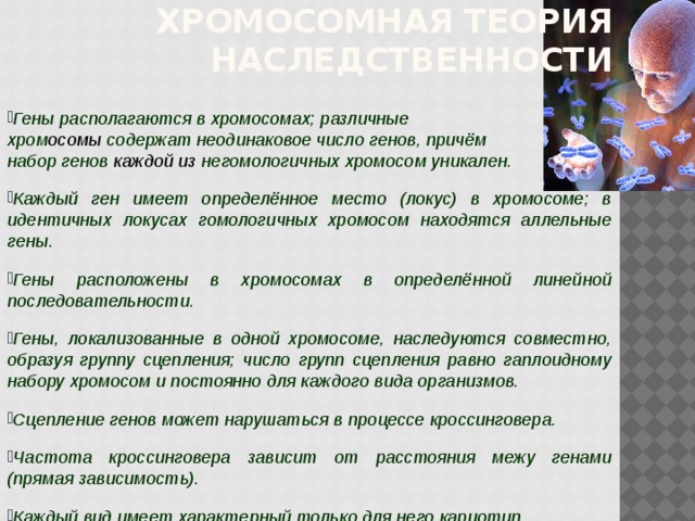 Хромосомная теория наследственности Гены располагаются в хромосомах; различные хром осомы содержат неодинаковое число генов, причём набор генов каждой из негомологичных хромосом уникален. Каждый ген имеет определённое место (локус) в хромосоме; в идентичных локусах гомологичных хромосом находятся аллельные гены. Гены расположены в хромосомах в определённой линейной последовательности. Гены, локализованные в одной хромосоме, наследуются совместно, образуя группу сцепления; число групп сцепления равно гаплоидному набору хромосом и постоянно для каждого вида организмов. Сцепление генов может нарушаться в процессе кроссинговера. Частота кроссинговера зависит от расстояния межу генами (прямая зависимость). Каждый вид имеет характерный только для него кариотип. 