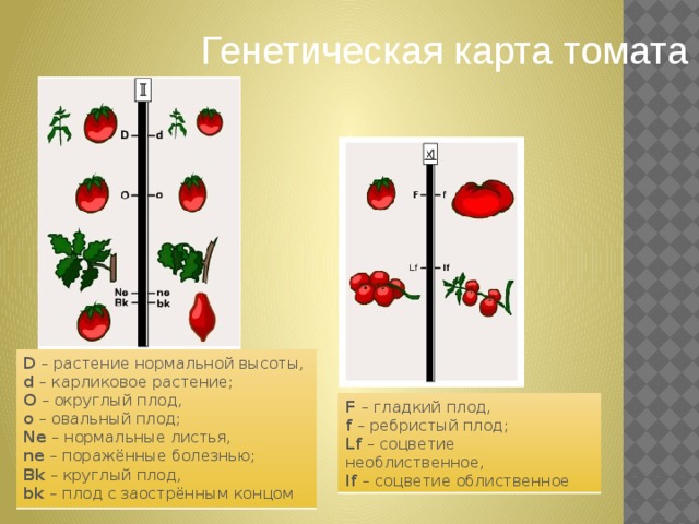 Генетическая карта томата D  – растение нормальной высоты,  d  – карликовое растение;  О  – округлый плод,  о  – овальный плод;  Ne  – нормальные листья,  ne  – поражённые болезнью;  Bk  – круглый плод,  bk  – плод с заострённым концом F  – гладкий плод,  f  – ребристый плод;  Lf  – соцветие необлиственное,  lf  – соцветие облиственное 