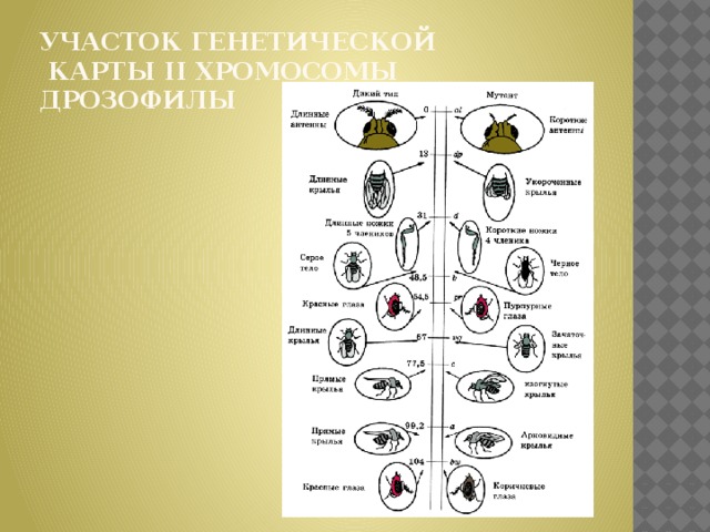 Генетическая карта показывает