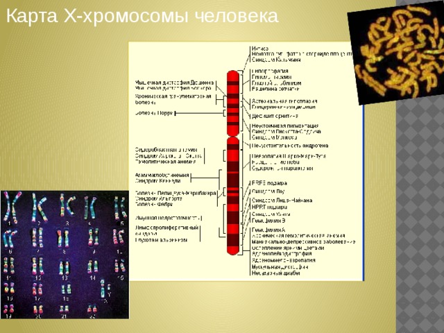 Оптическая карта хромосом