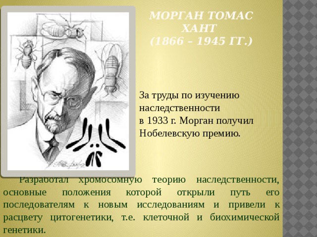  Морган томас хант  (1866 – 1945 гг.) За труды по изучению наследственности в 1933 г. Морган получил Нобелевскую премию. Разработал хромосомную теорию наследственности, основные положения которой открыли путь его последователям к новым исследованиям и привели к расцвету цитогенетики, т.е. клеточной и биохимической генетики. 