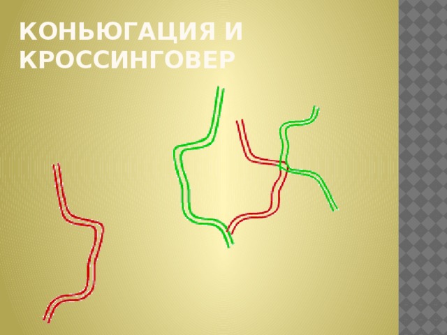 Коньюгация и кроссинговер 