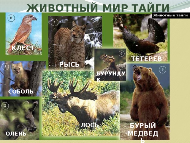 ЖИВОТНЫЙ МИР ТАЙГИ КЛЁСТ ТЕТЕРЕВ РЫСЬ БУРУНДУК СОБОЛЬ ЛОСЬ БУРЫЙ МЕДВЕДЬ ОЛЕНЬ