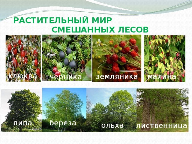 РАСТИТЕЛЬНЫЙ МИР СМЕШАННЫХ ЛЕСОВ клюква малина земляника черника липа береза ольха лиственница