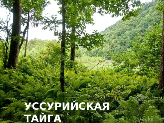 Уссурийская тайга карта