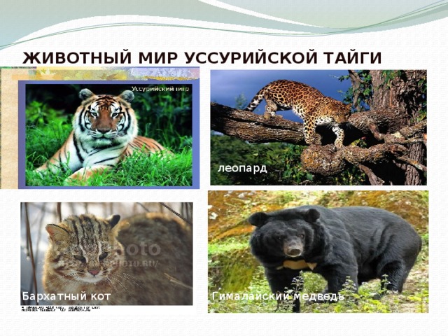 ЖИВОТНЫЙ МИР УССУРИЙСКОЙ ТАЙГИ леопард Бархатный кот Гималайский медведь