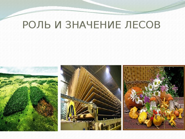 РОЛЬ И ЗНАЧЕНИЕ ЛЕСОВ