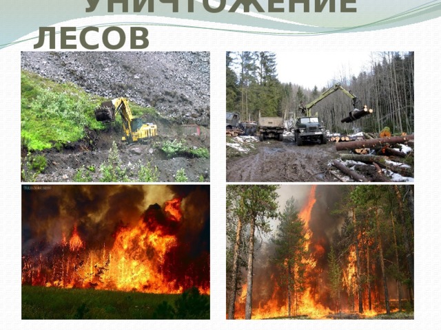 УНИЧТОЖЕНИЕ ЛЕСОВ