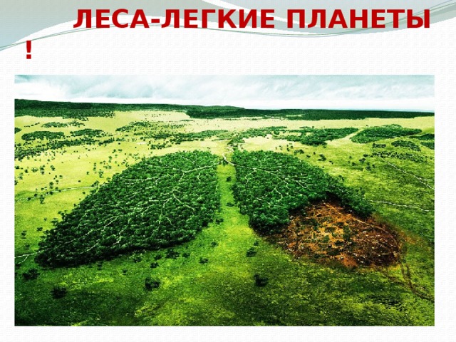 ЛЕСА-ЛЕГКИЕ ПЛАНЕТЫ !