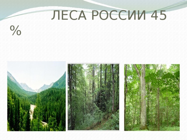 Леса умеренного пояса таблица. Леса умеренного пояса. Леса умеренного пояса на карте.