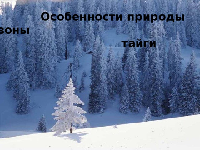 Особенности природы зоны  тайги