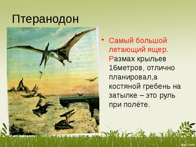 Птеранодон Самый большой летающий ящер. Р азмах крыльев 16метров, отлично планировал,а костяной гребень на затылке – это руль при полёте. 