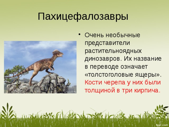 Пахицефалозавры Очень необычные представители растительноядных динозавров. Их название в переводе означает «толстоголовые ящеры». Кости черепа у них были толщиной в три кирпича. 