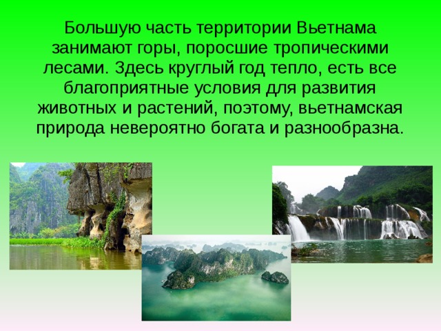Большую часть территории Вьетнама занимают горы, поросшие тропическими лесами. Здесь круглый год тепло, есть все благоприятные условия для развития животных и растений, поэтому, вьетнамская природа невероятно богата и разнообразна. 