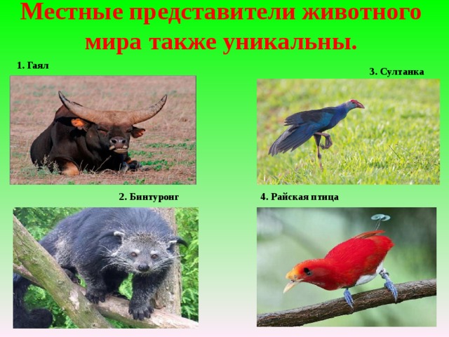 Местные представители животного мира также уникальны.     1. Гаял 3. Султанка 2. Бинтуронг 4. Райская птица 