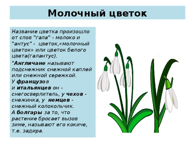 Первоцветы презентация 1 класс