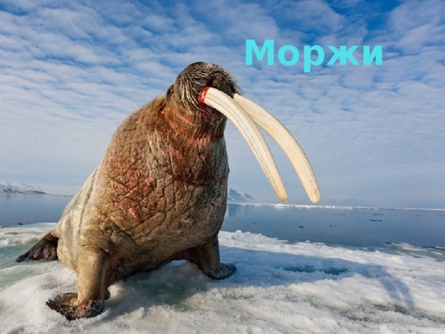 Моржи 