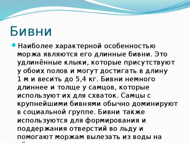 Бивни Наиболее характерной особенностью моржа являются его длинные бивни. Это удлинённые клыки, которые присутствуют у обоих полов и могут достигать в длину 1 м и весить до 5,4 кг. Бивни немного длиннее и толще у самцов, которые используют их для схваток. Самцы с крупнейшими бивнями обычно доминируют в социальной группе. Бивни также используются для формирования и поддержания отверстий во льду и помогают моржам вылезать из воды на лёд. 