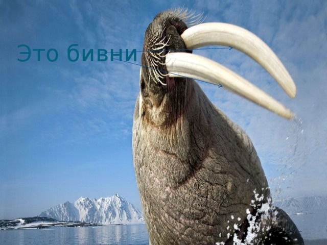 Это бивни 