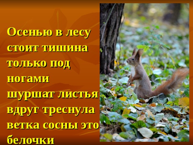  Осенью в лесу стоит тишина только под ногами шуршат листья вдруг треснула ветка сосны это белочки затеяли игру.   