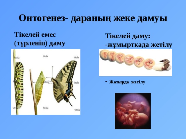 Онтогенез сатылары презентация