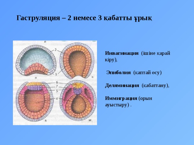 Эмбрионалдық даму кезеңдері бластула гаструла нейрула