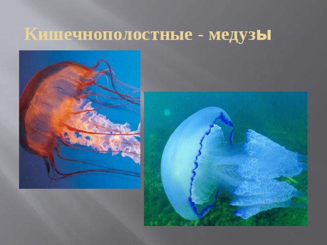 Кишечнополостные - медуз ы 