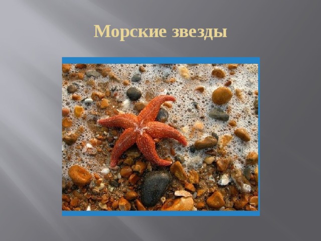 Морские звезды 