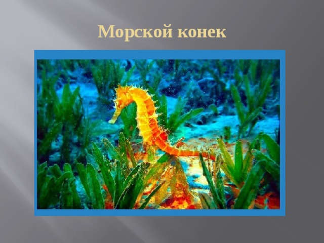 Морской конек 