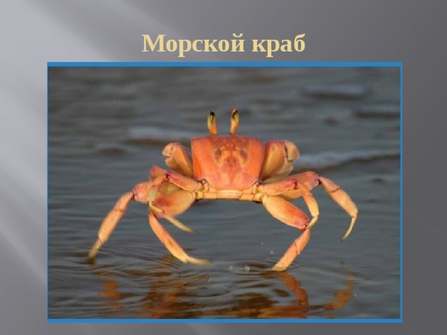 Морской краб 