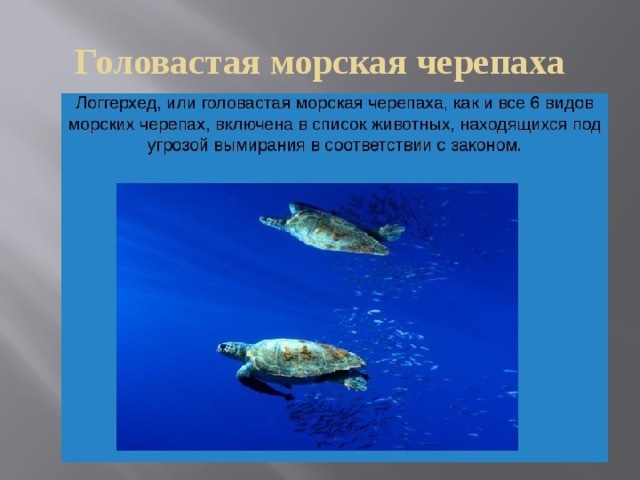 Головастая морская черепаха 