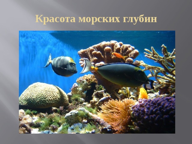 Красота морских глубин 