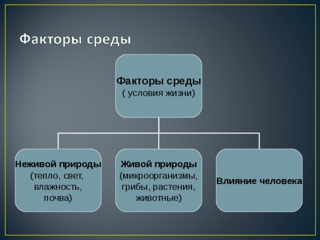 Особенности природы условия неживой природы. Почвенные факторы неживой природы. Факторы неживой природы почвенной среды. Факторы неживой природы - почва. Условия неживой природы биология.