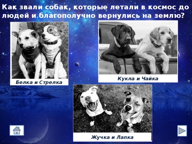 Как звали собак, которые летали в космос до людей и благополучно вернулись на землю? Кукла и Чайка Белка и Стрелка Жучка и Лапка 